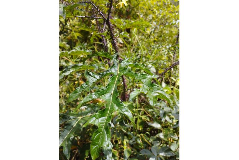 Solanum atropurpureum -9752