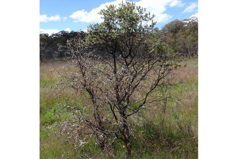 Eucalyptus parvula -9757