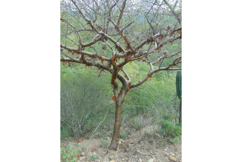 Bursera medranoana -9769