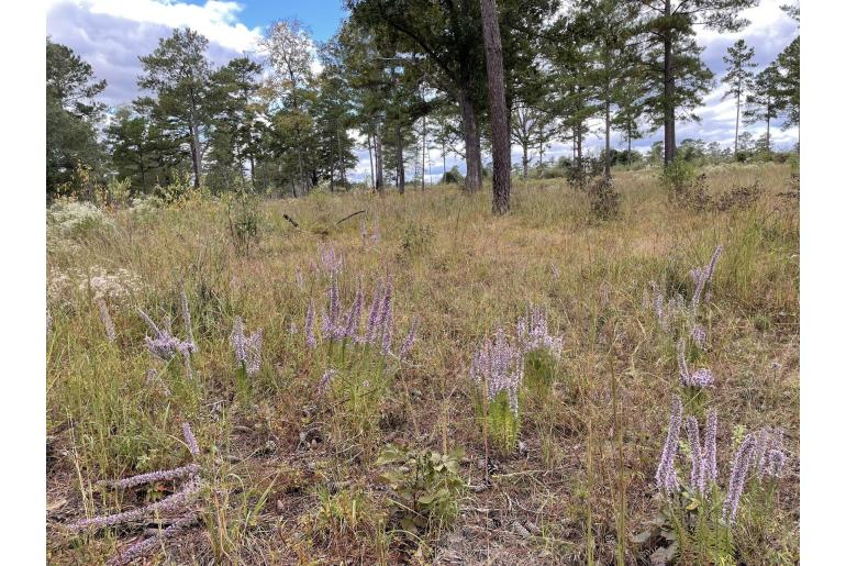 Liatris elegans -9770