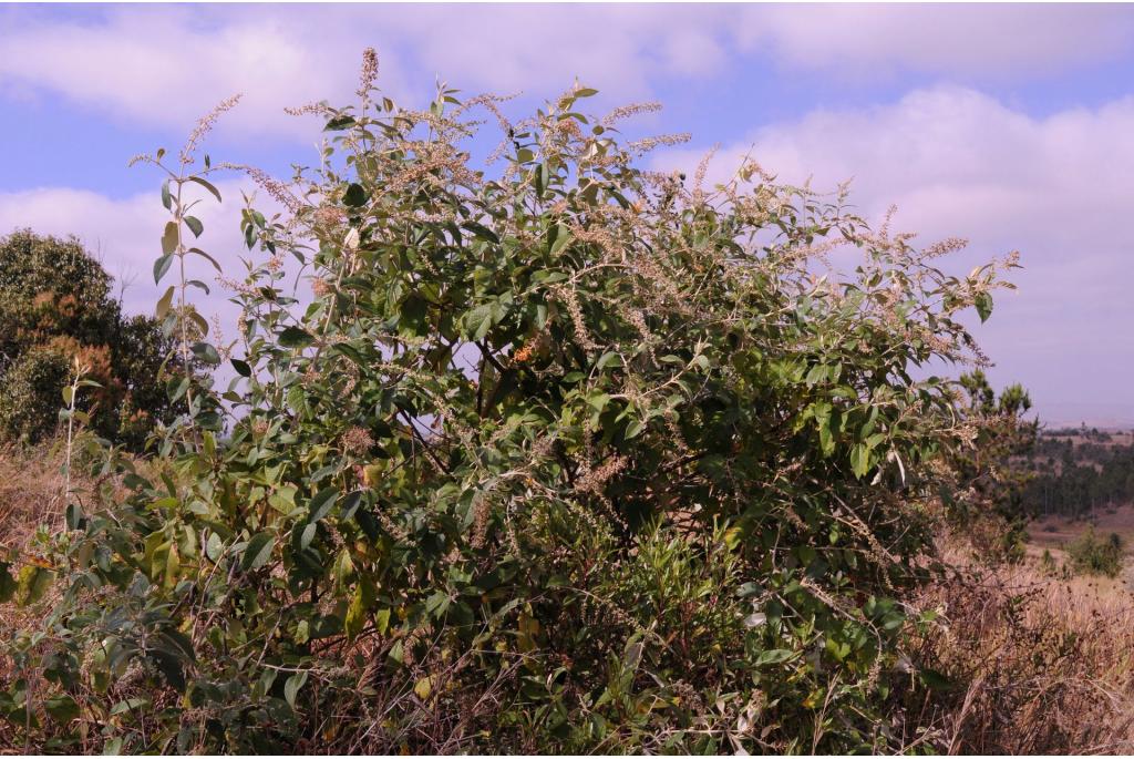 Madagaskische vlinderstruik