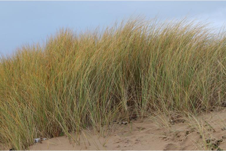 Calamagrostis arenaria ssp australis -9775