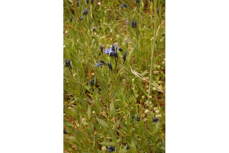 Amsonia orientalis -9776