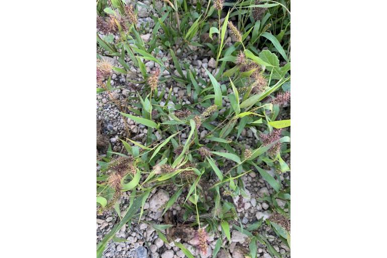 Setaria verticillata -9780