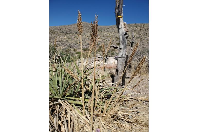 Sorghum bicolor -9785