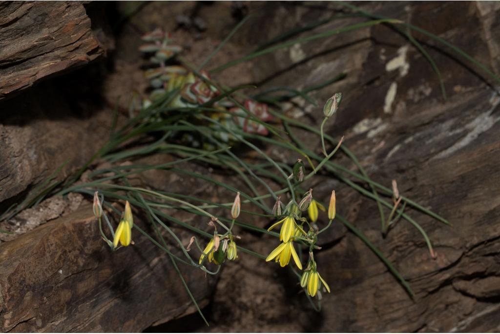 Kirsten's albuca