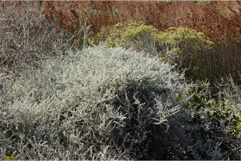 Helichrysum patulum -9797