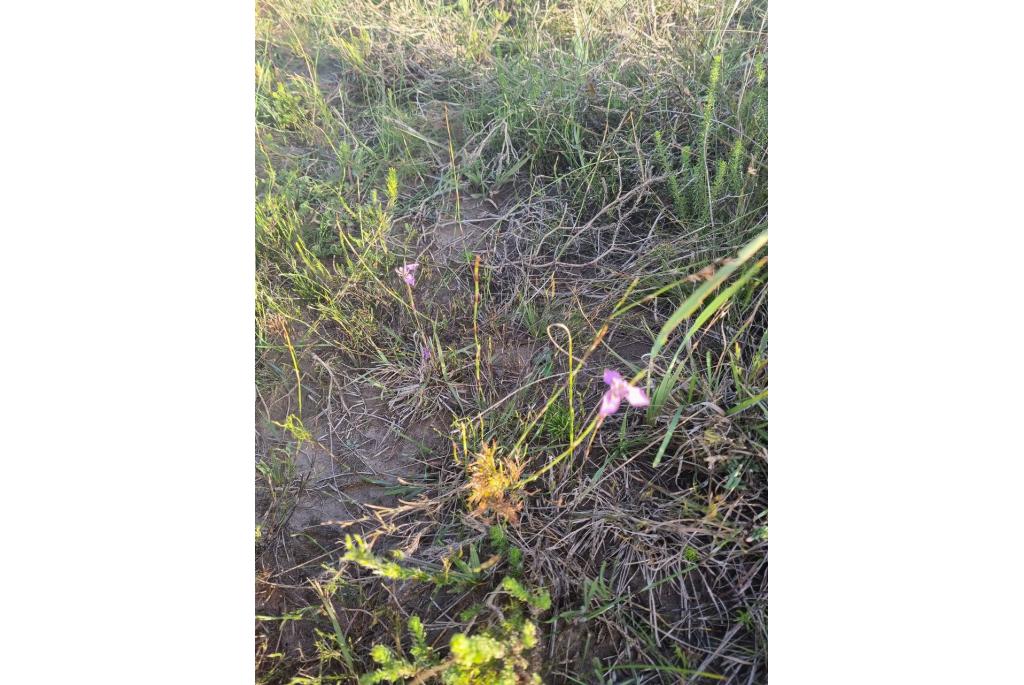 Algoa Bay Moraea