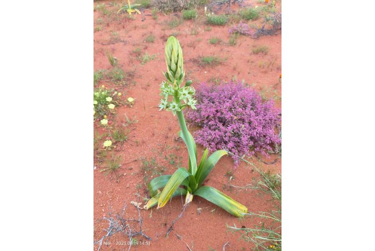 Ornithogalum xanthochlorum -9842