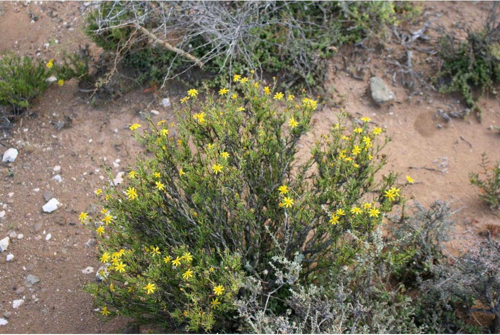 Kleinbladige kaapse margriet