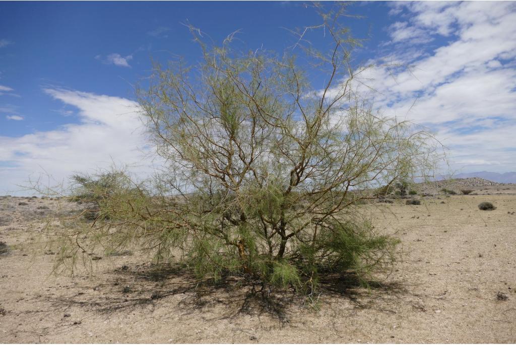 Afrikaanse parkinsonia