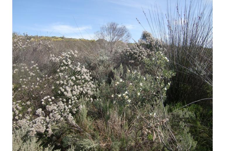 Podalyria myrtillifolia -9863