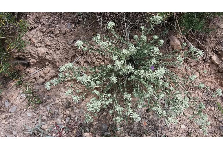 Teucrium edetanum -9864