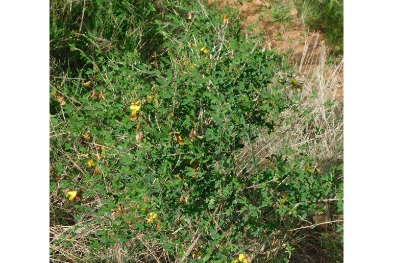 Crotalaria laburnifolia ssp australis -9893