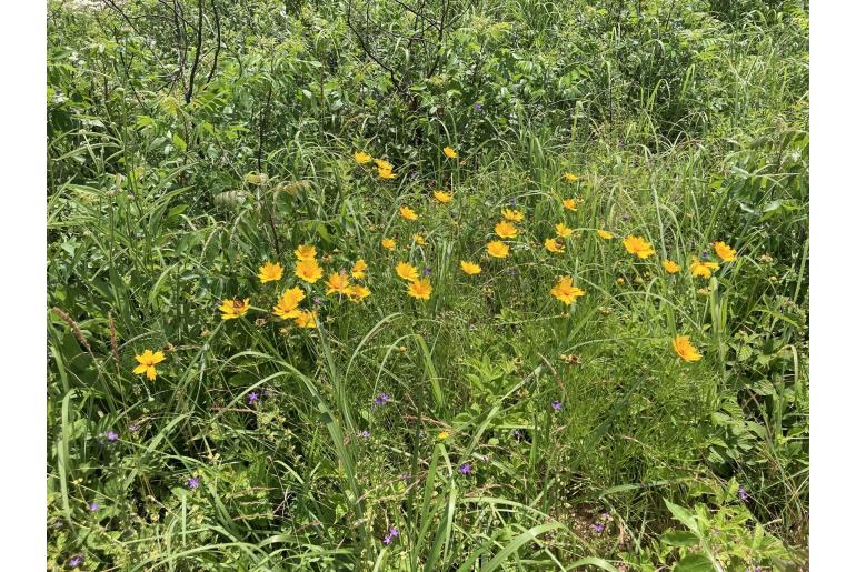 Coreopsis grandiflora -9900