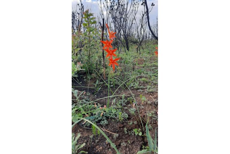 Gladiolus watsonius -9910