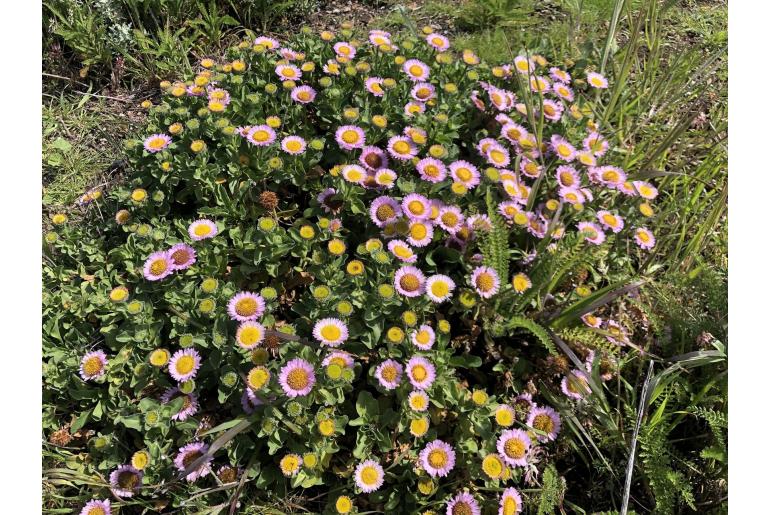 Erigeron glaucus -9921