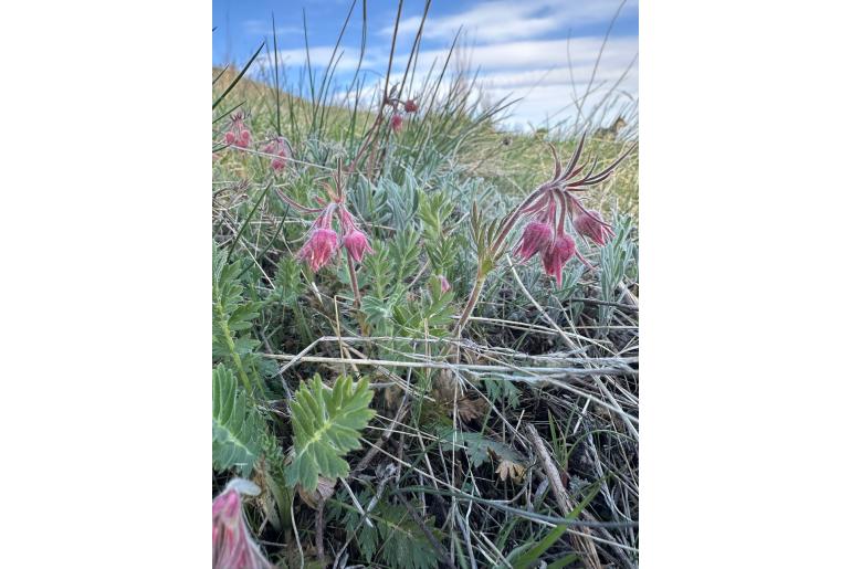 Geum triflorum -9924