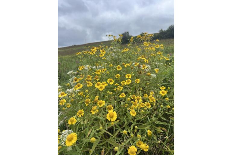 Helenium autumnale -9926