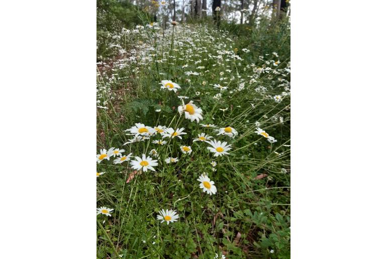 Leucanthemum vulgare -9931