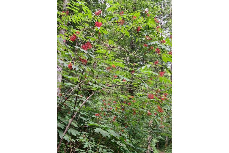 Sambucus racemosa ssp pubens -9937