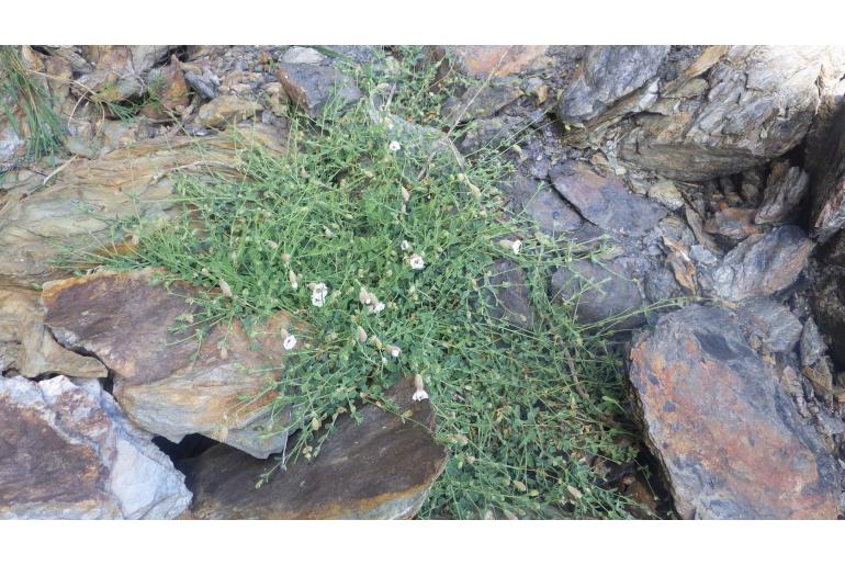 Silene uniflora ssp uniflora -9939