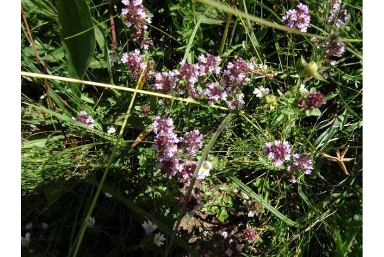 Thymus nitens -9945