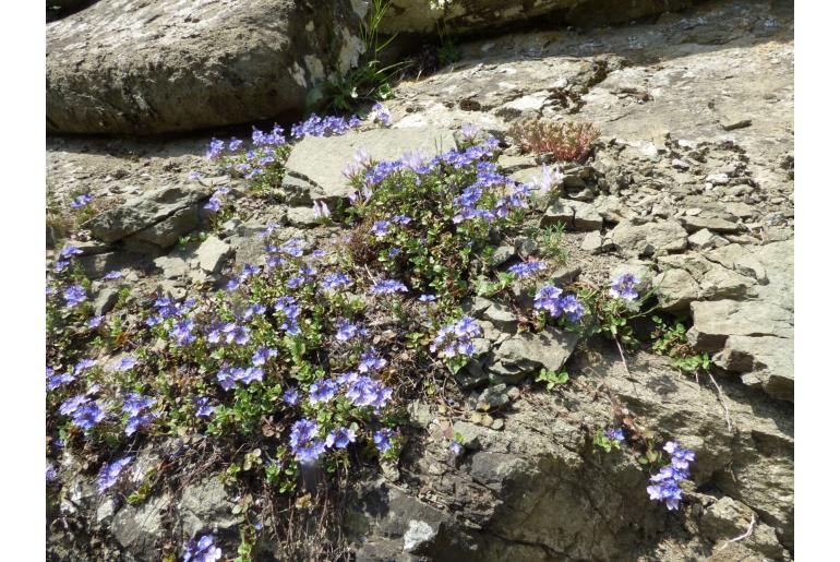 Veronica liwanensis -9951