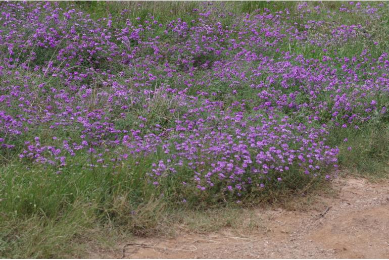 Verbena aristigera -9952