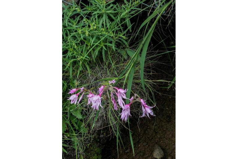 Gladiolus microcarpus -9954