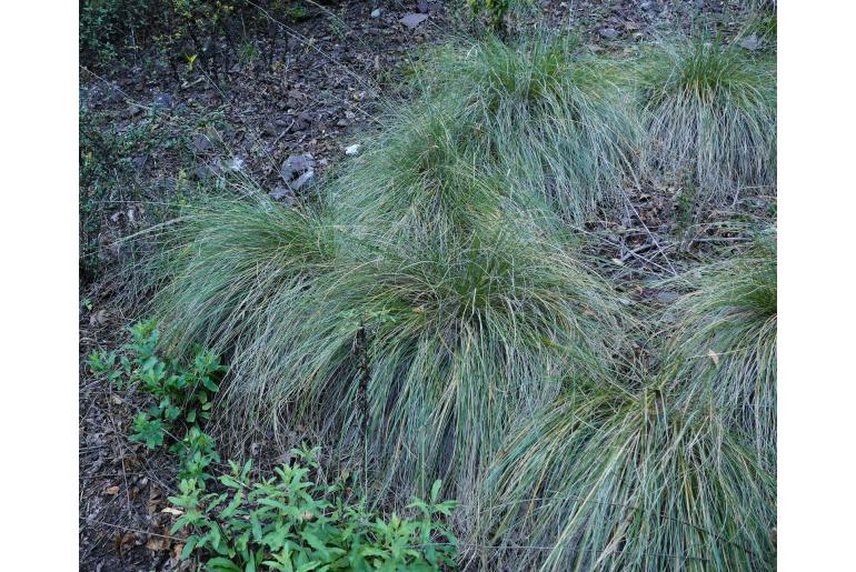 Muhlenbergia dubia -9955