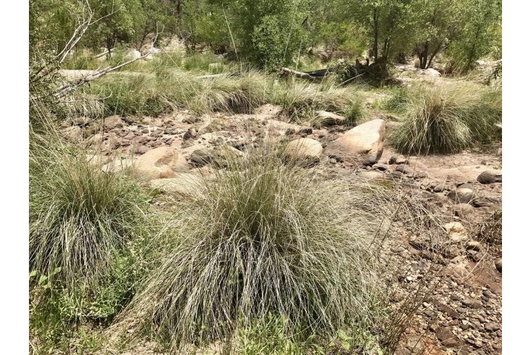 Muhlenbergia rigens -9960