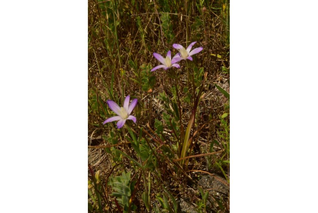 Chinese camp brodiaea