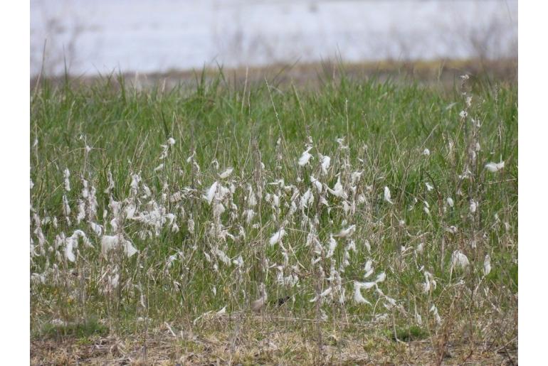 Eriophorum angustifolium -9964