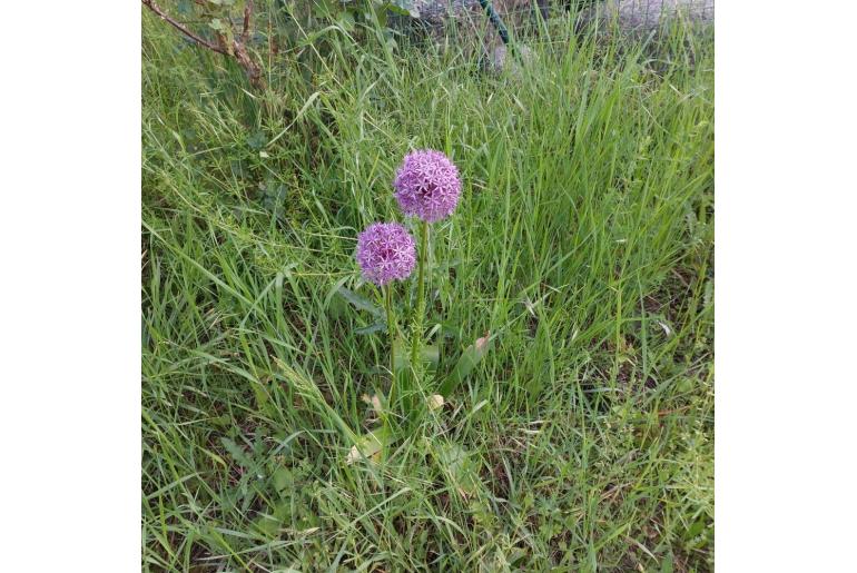 Allium cristophii -9967