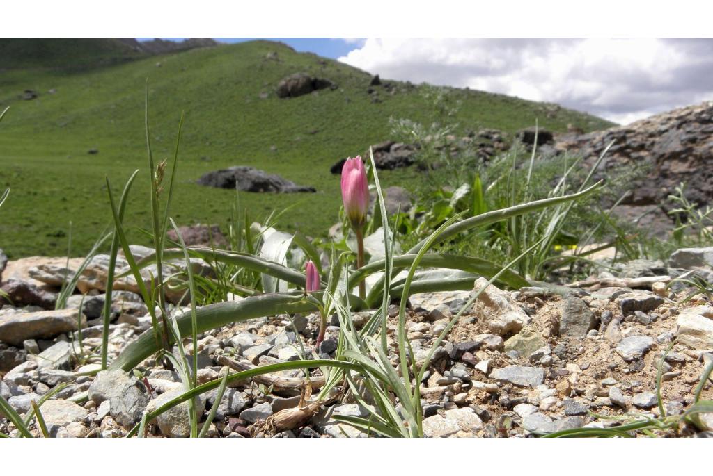 Botanische tulp