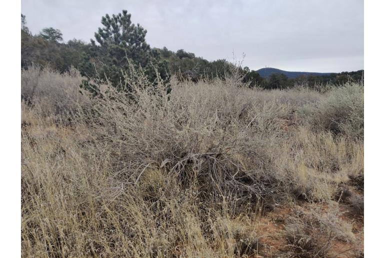 Atriplex canescens -9979