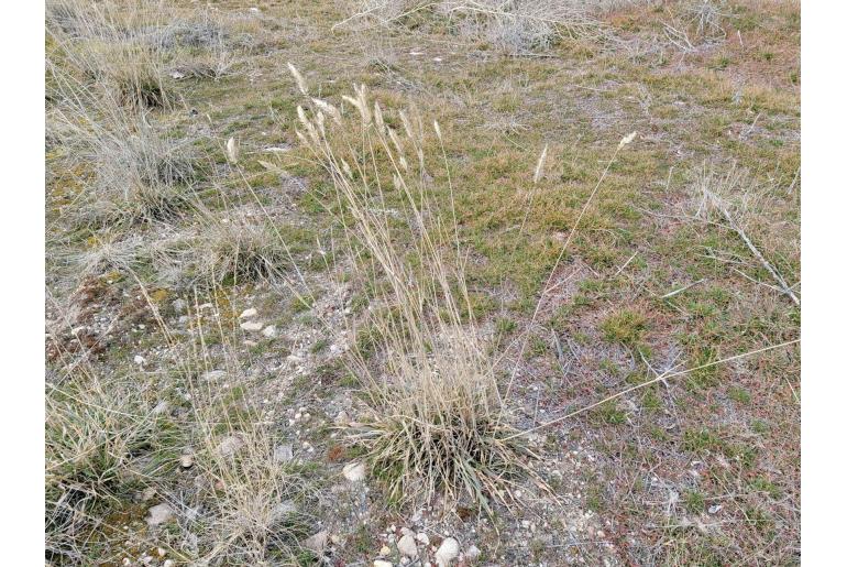 Agropyron cristatum -9982