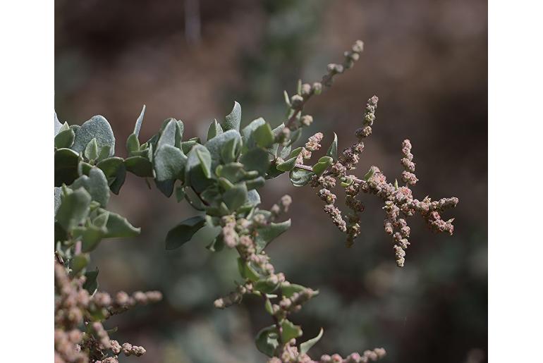 Atriplex rhagodioides -9990