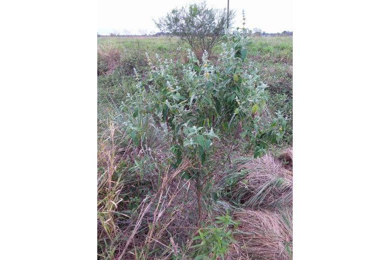 Buddleja stachyoides -9992