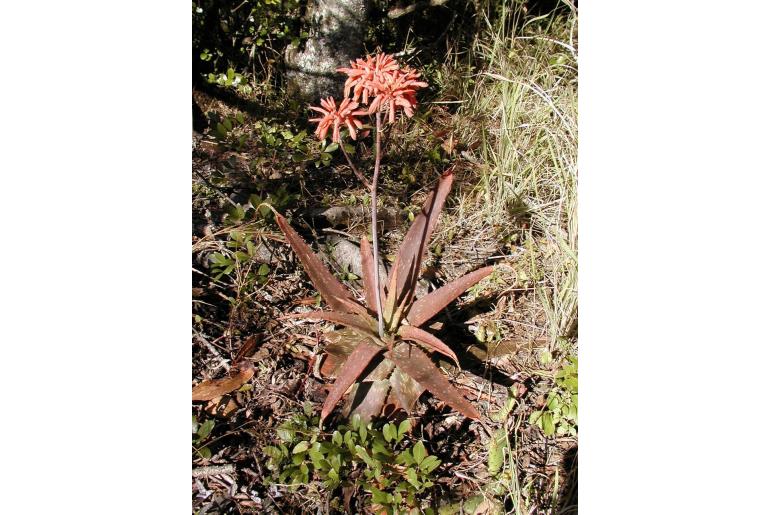 Aloe hahnii -9995