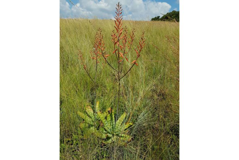 Aloe transvaalensis -9999