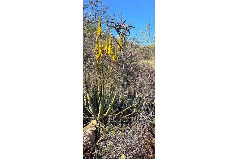 Aloe wickensii -10000