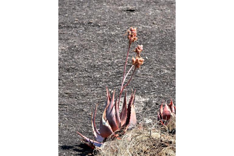 Aloe mzimbana -10002