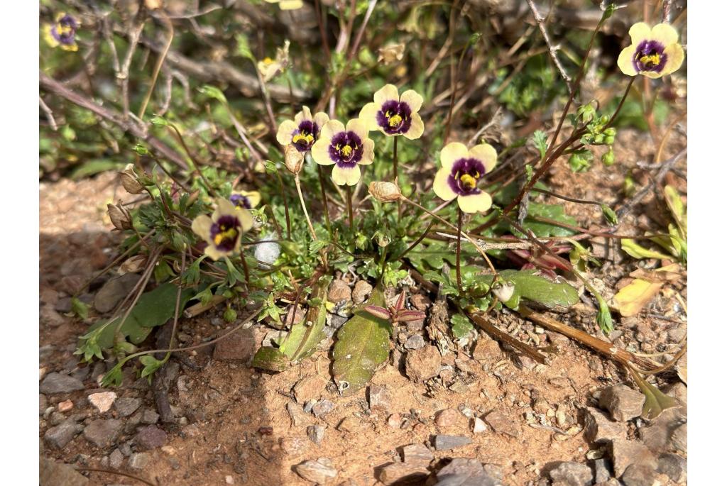 Vals Diascia