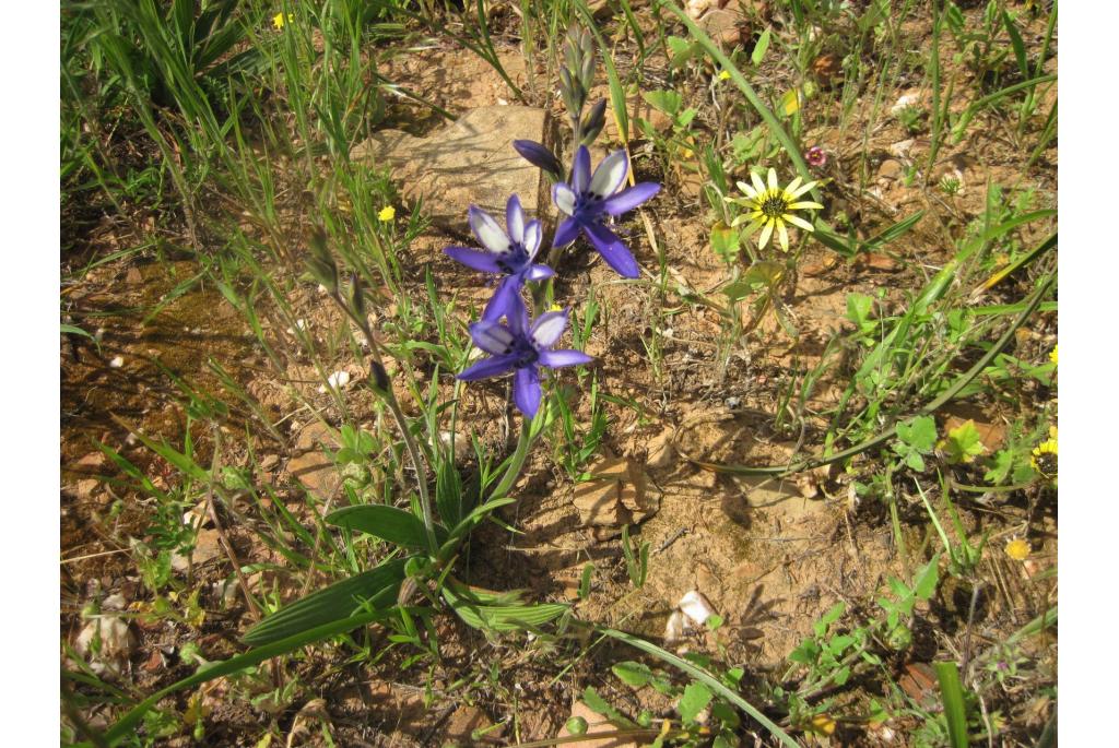 Neergebogen Baviaanbloem