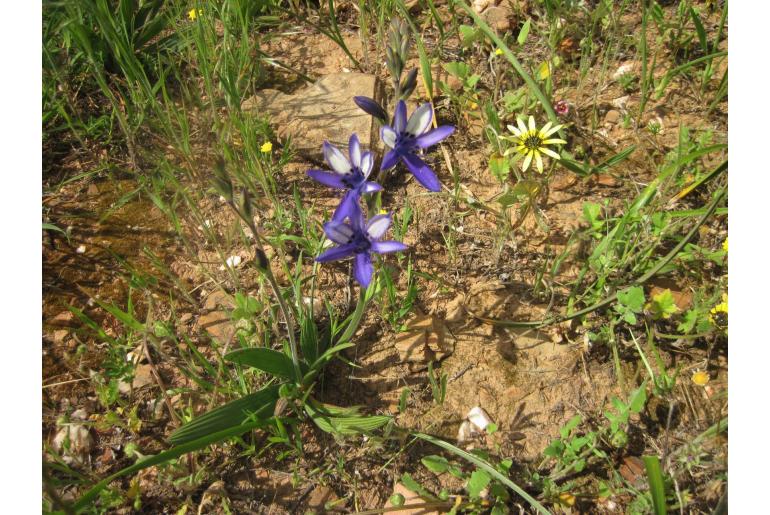 Babiana inclinata -10011