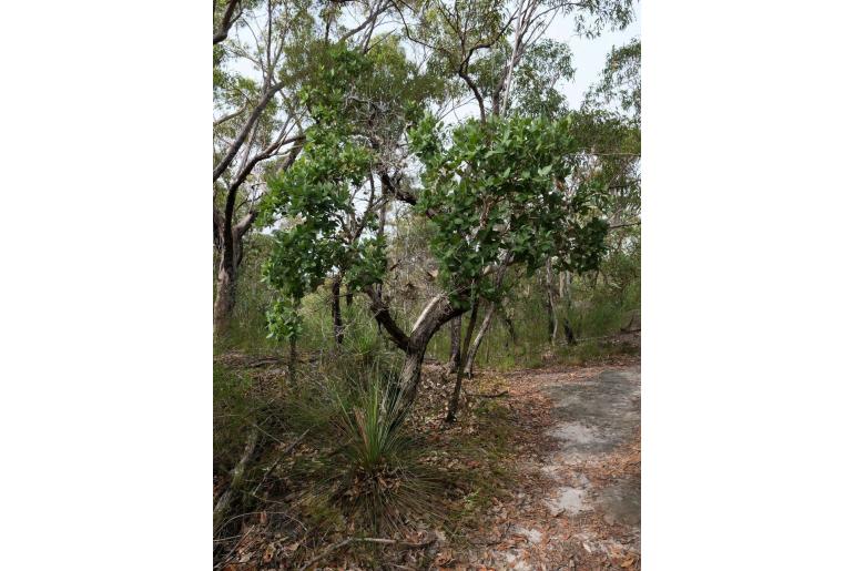 Angophora hispida -10014