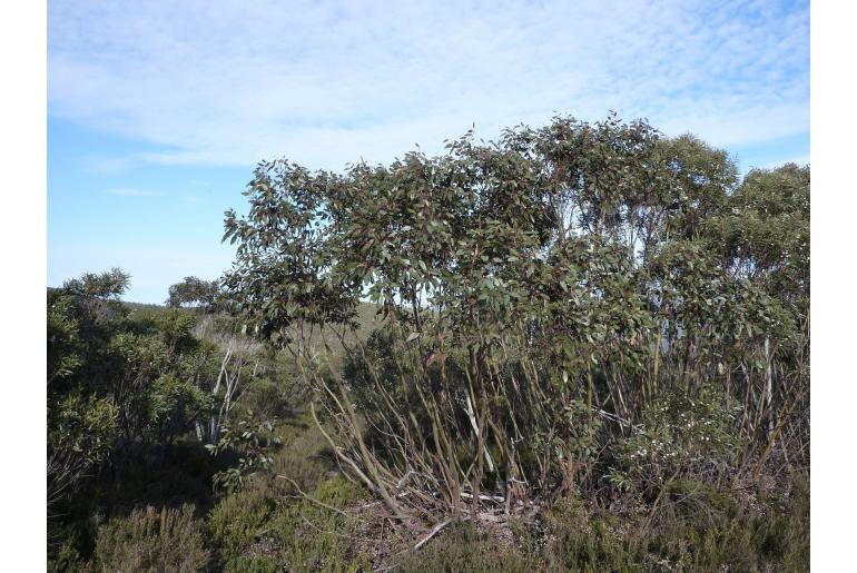 Eucalyptus glaucescens -10053