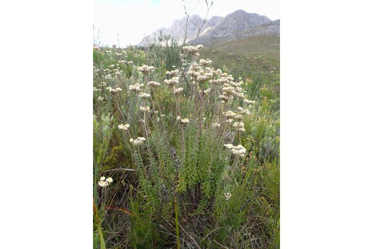 Helichrysum felinum -10054